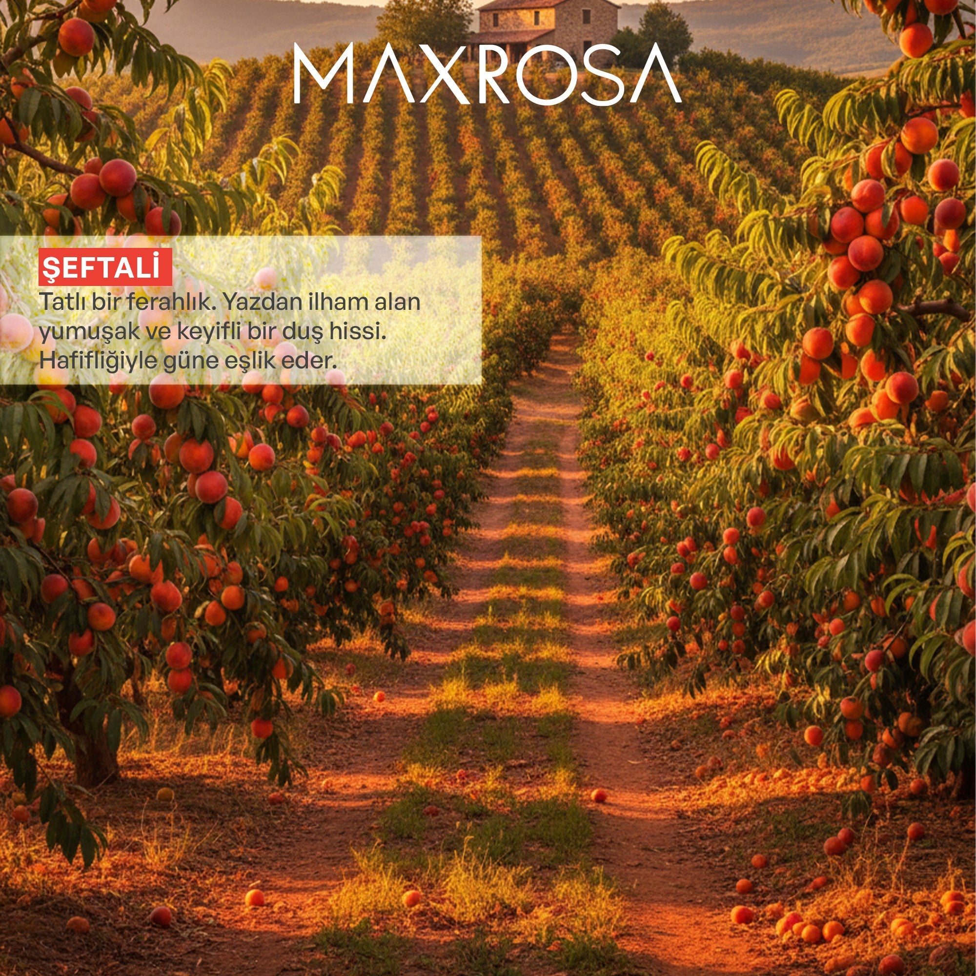 Maxrosa Şeftali Duş Jeli 600 ml